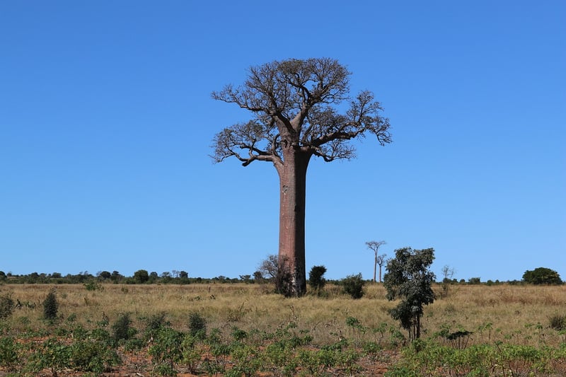 Baobab Tree