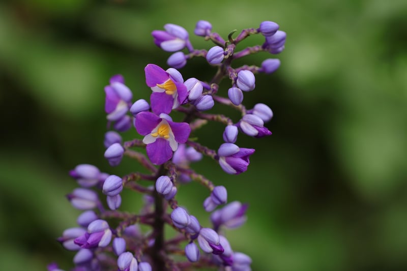 Orchid