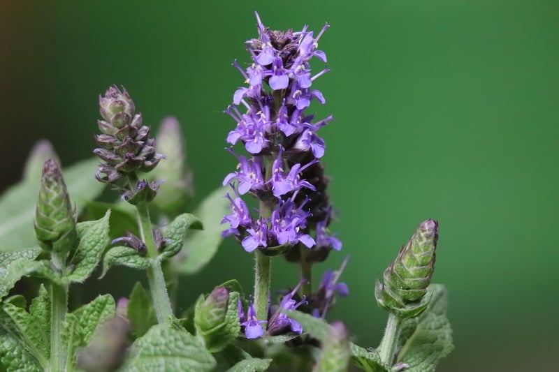 Sage